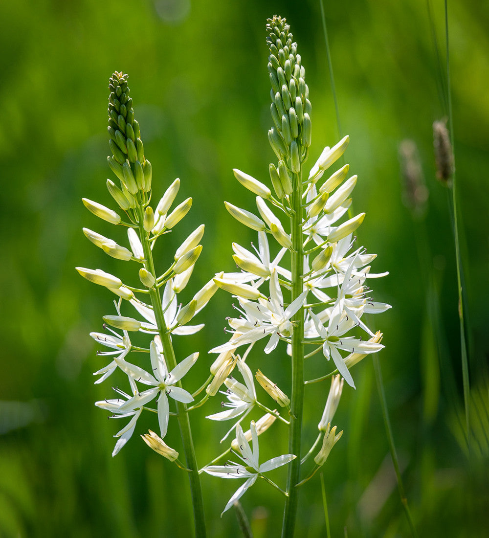 Camassia leichtlinii 'Alba'