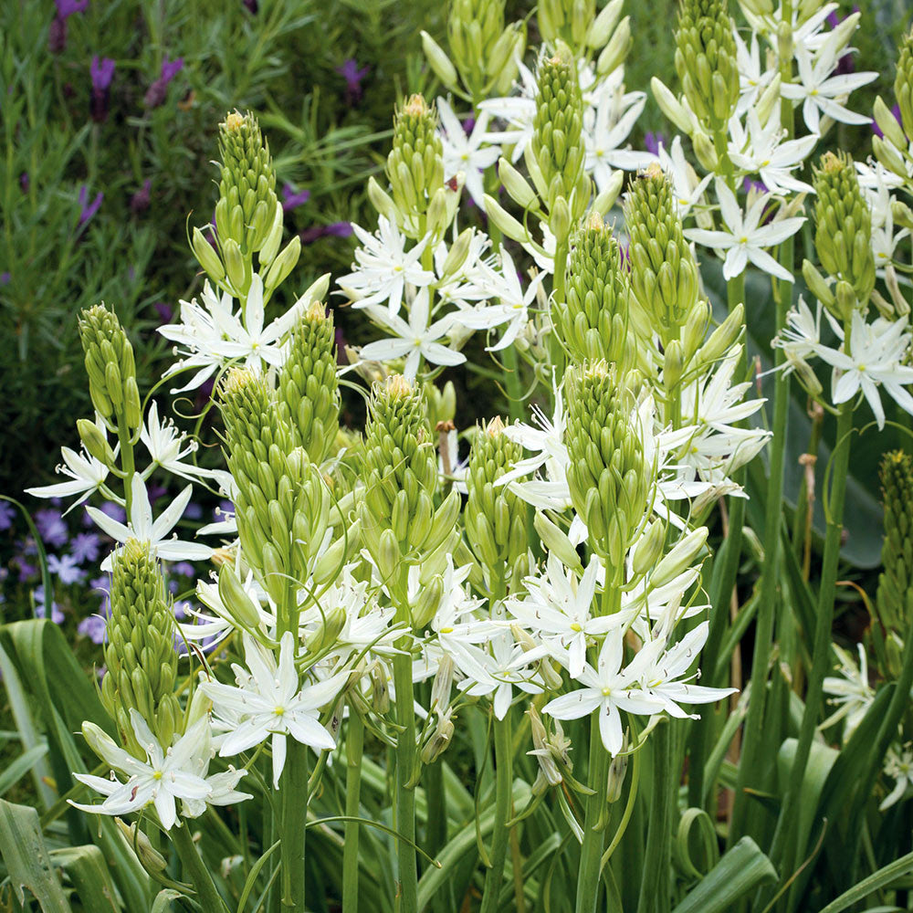 Camassia leichtlinii 'Alba'
