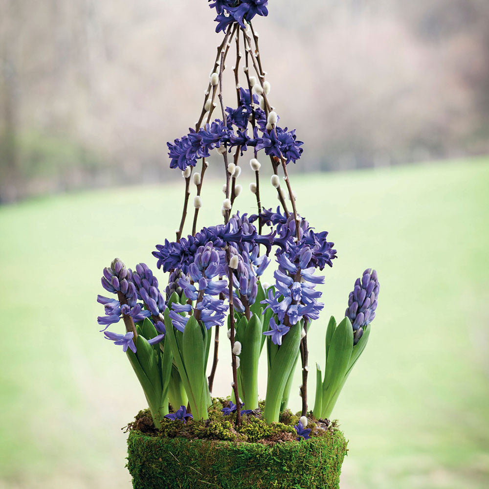 Hyacinth 'Peter Stuyvesant' for Forcing