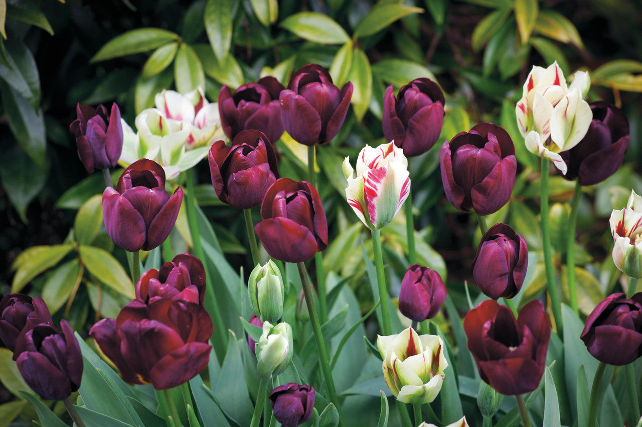 Perfect for Pots Tulip Collection