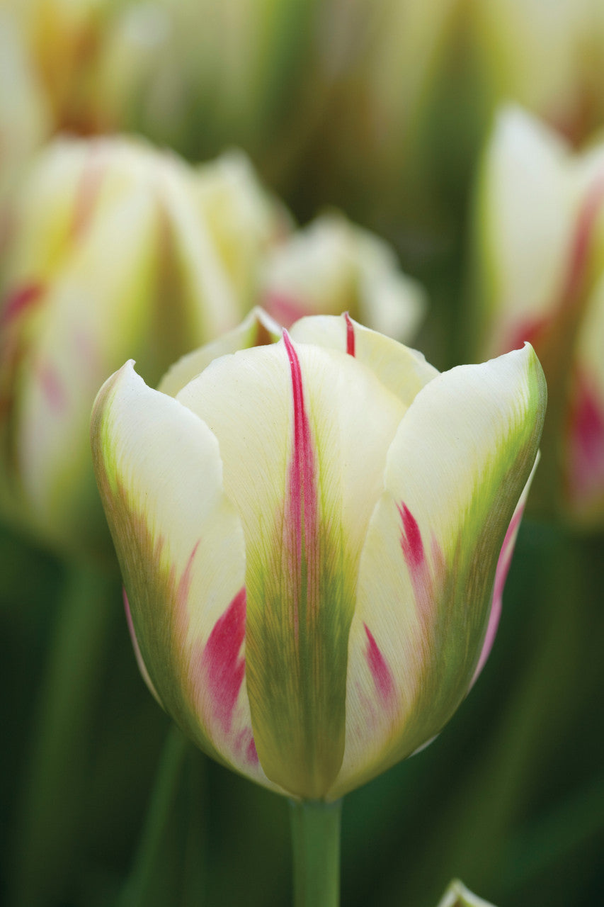 Perfect for Pots Tulip Collection