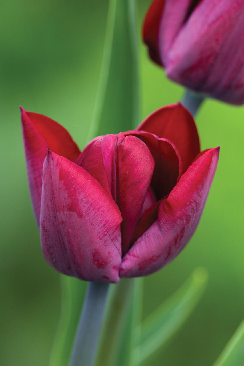 Perfect for Pots Tulip Collection