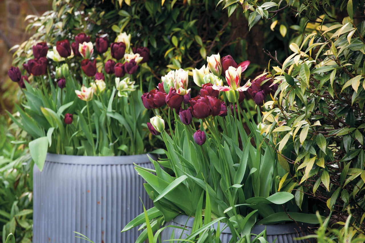 Perfect for Pots Tulip Collection