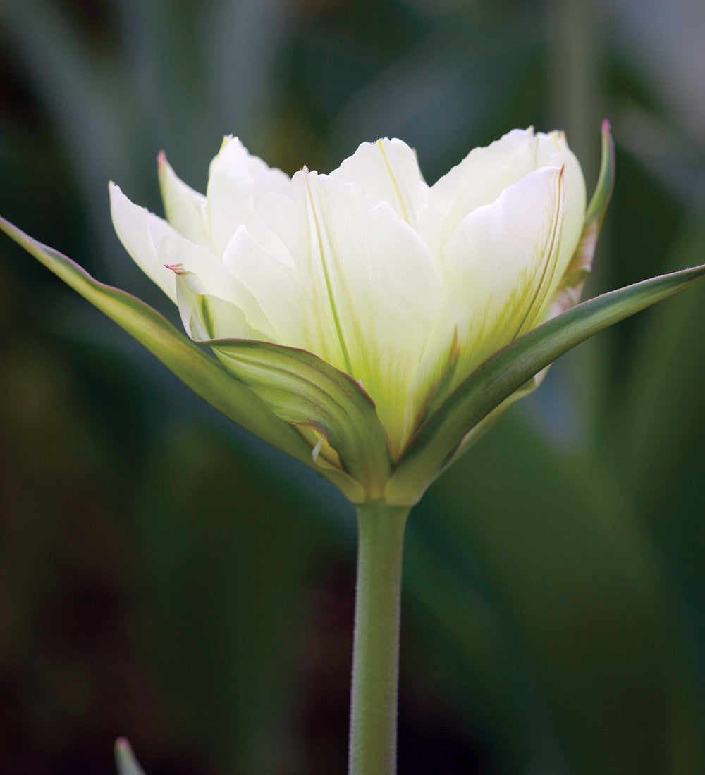 Apricot and White Tulip Mix