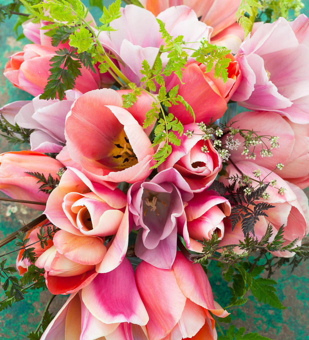 Tulip 'Mistress Mystic'