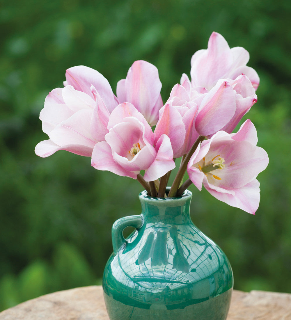 Tulip 'Mistress Mystic'