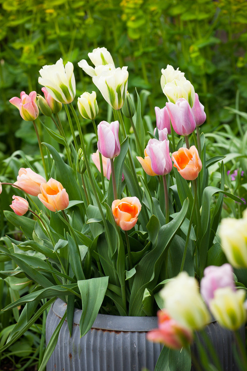 Tulip 'Mistress Mystic'
