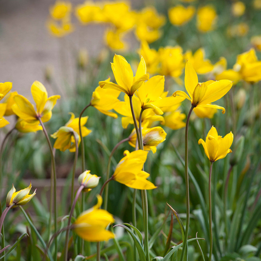 Tulip sylvestris