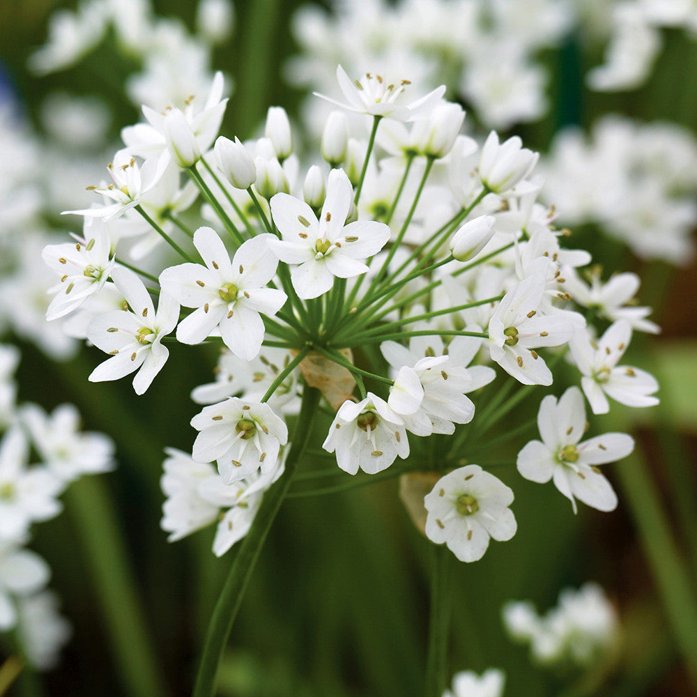 White Allium Collection