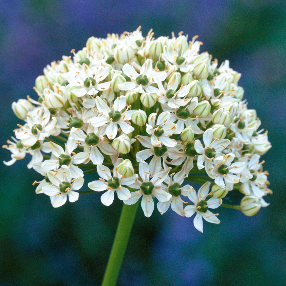 White Allium Collection