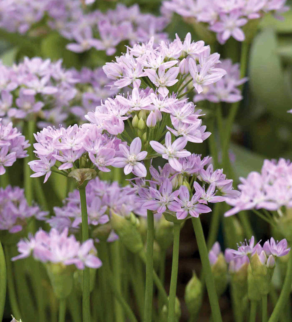 New Allium Collection