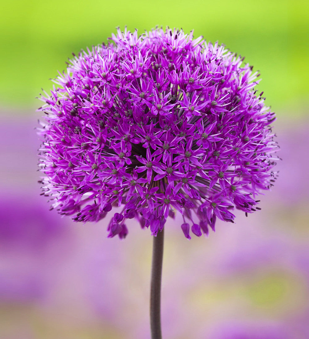 New Allium Collection