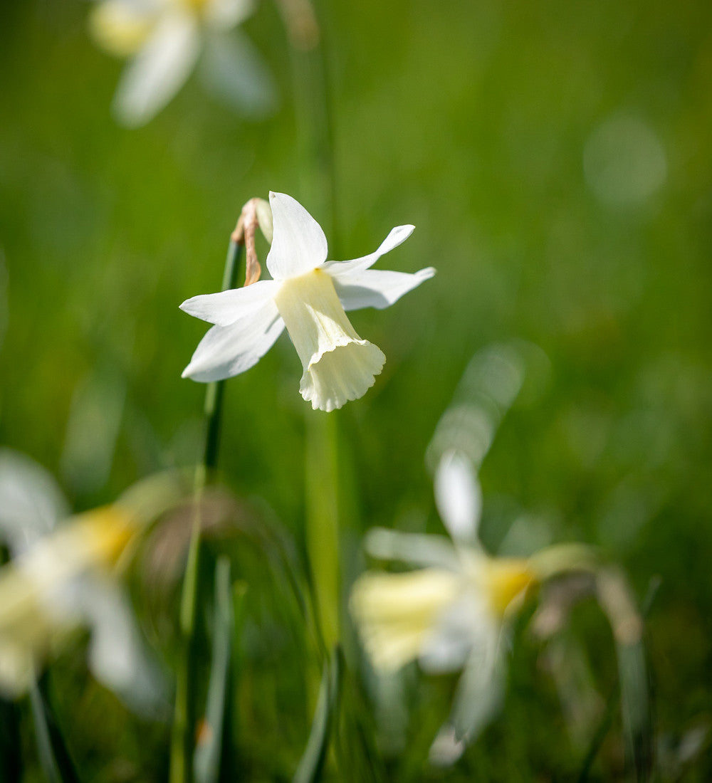 Narcissus 'Elka'