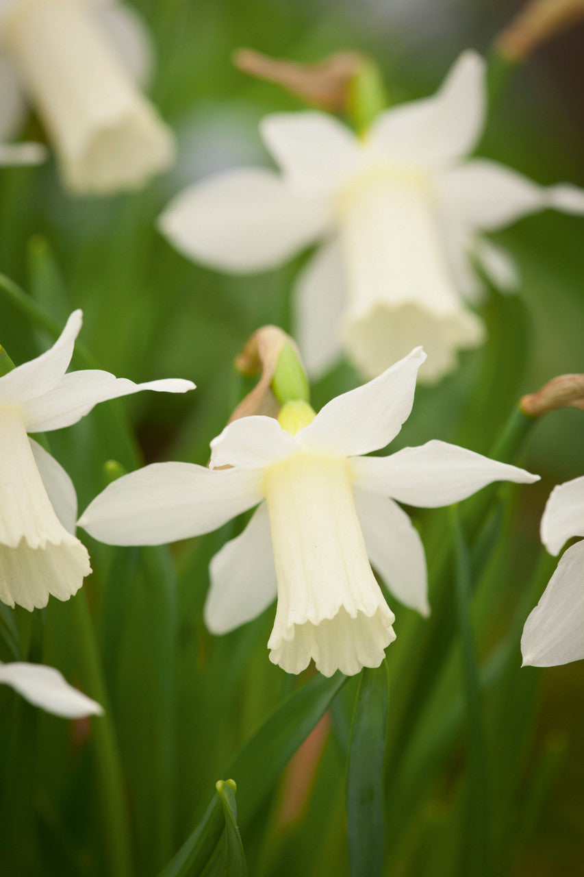 Narcissus 'Elka'