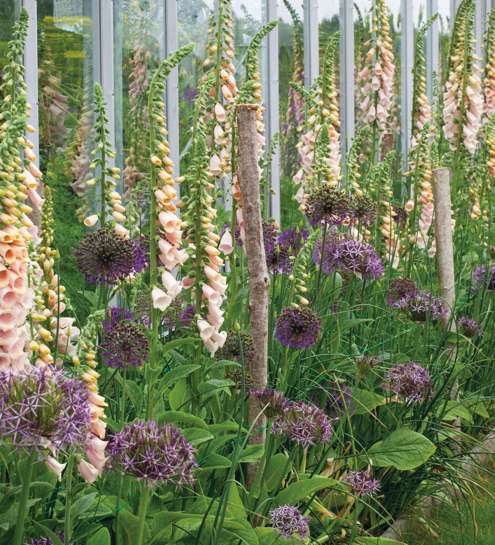 Fantastic Allium Collection