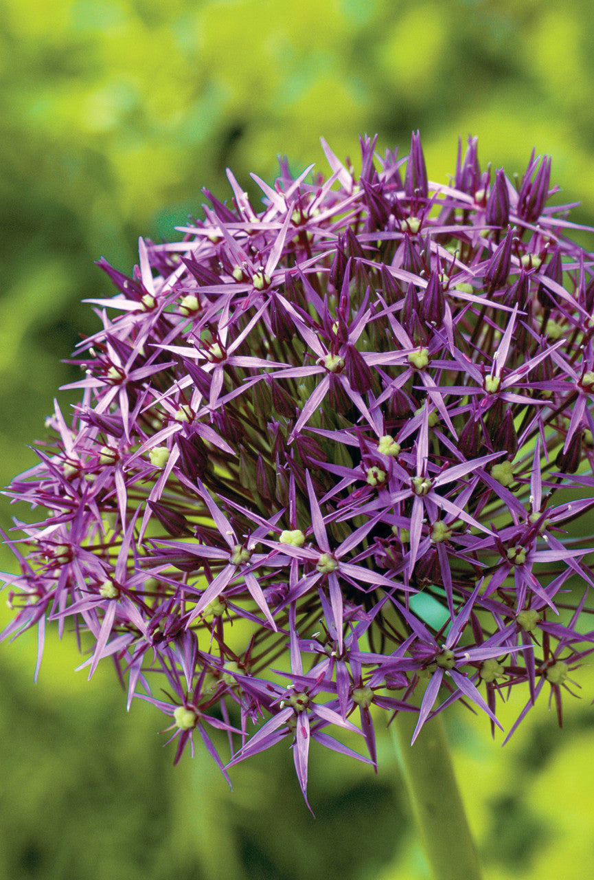 Fantastic Allium Collection
