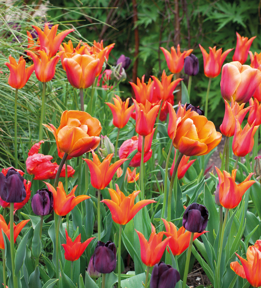 Scented Tulip Collection