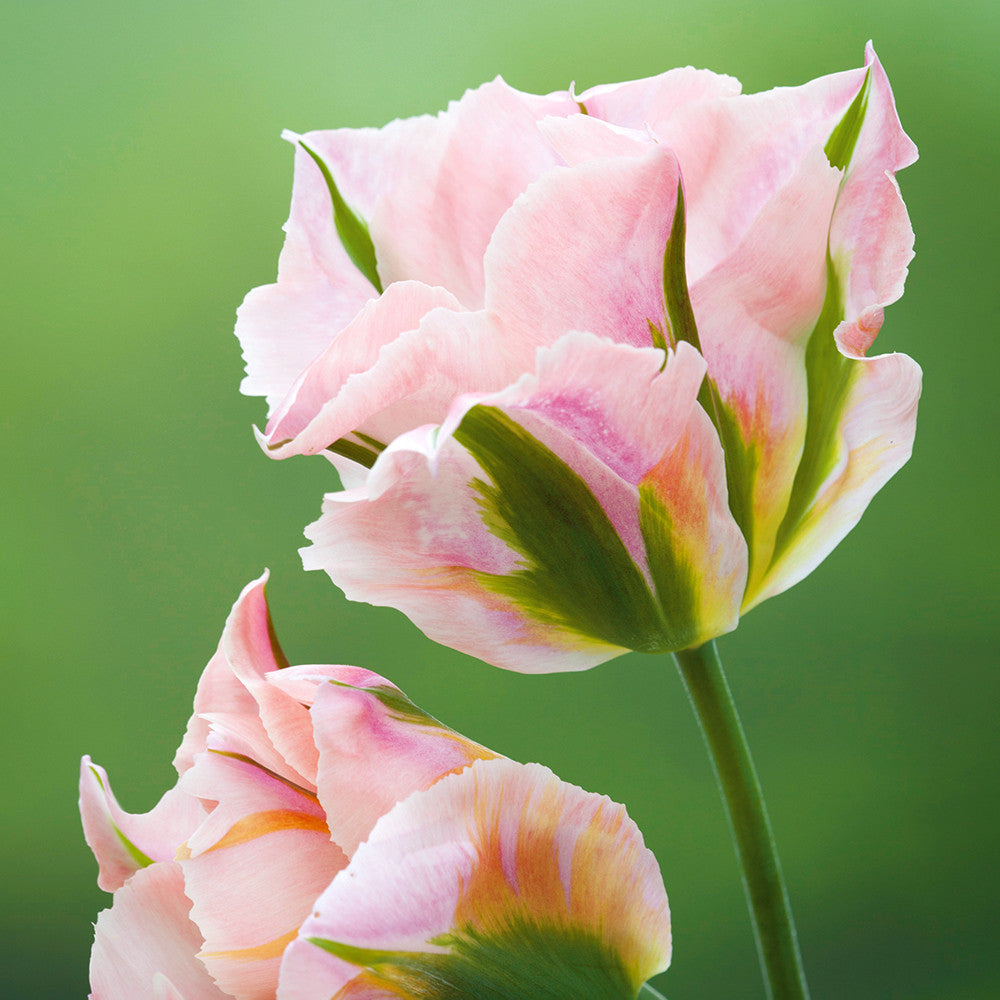 Tulip 'China Town'