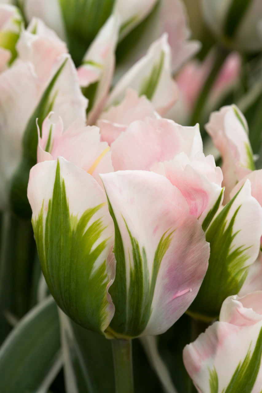 Tulip 'China Town'