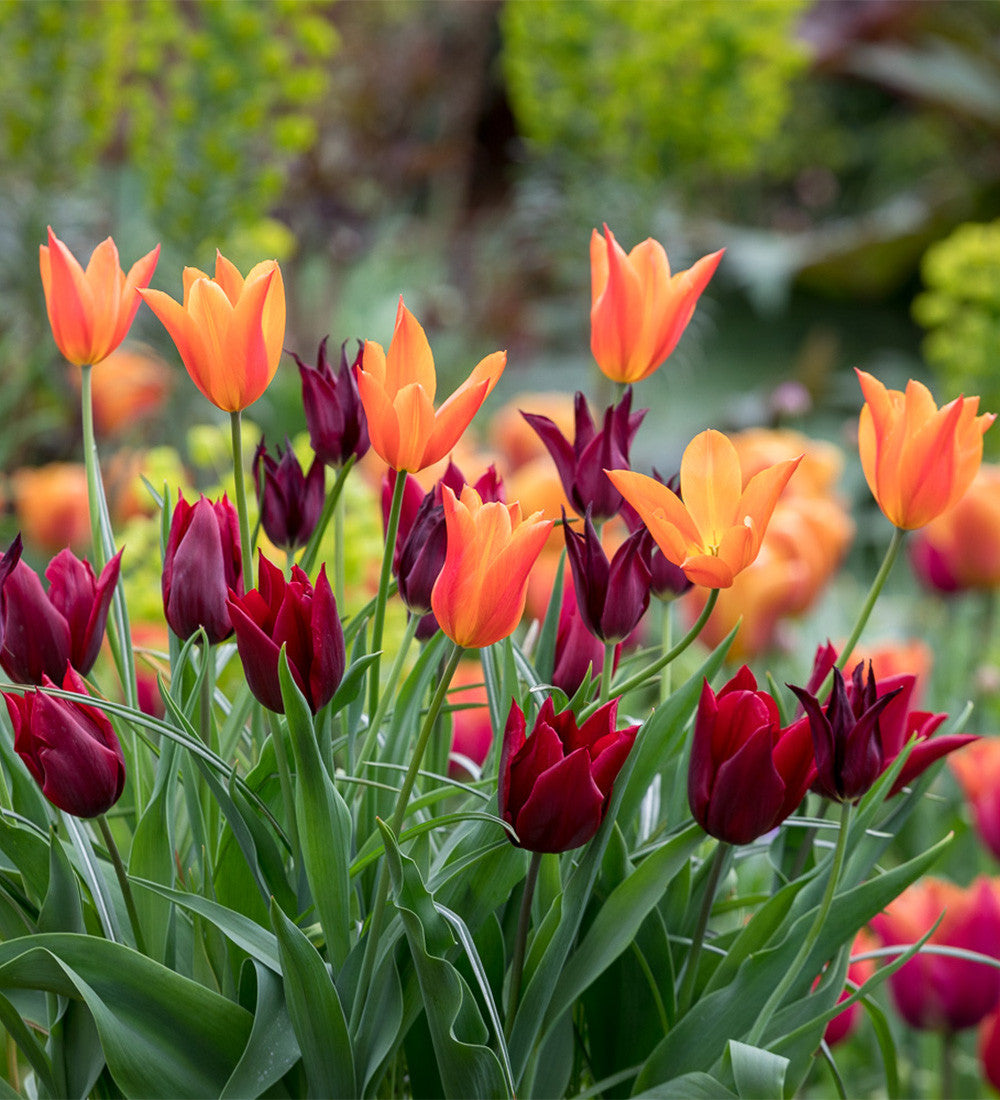 Tulip 'Lasting Love'