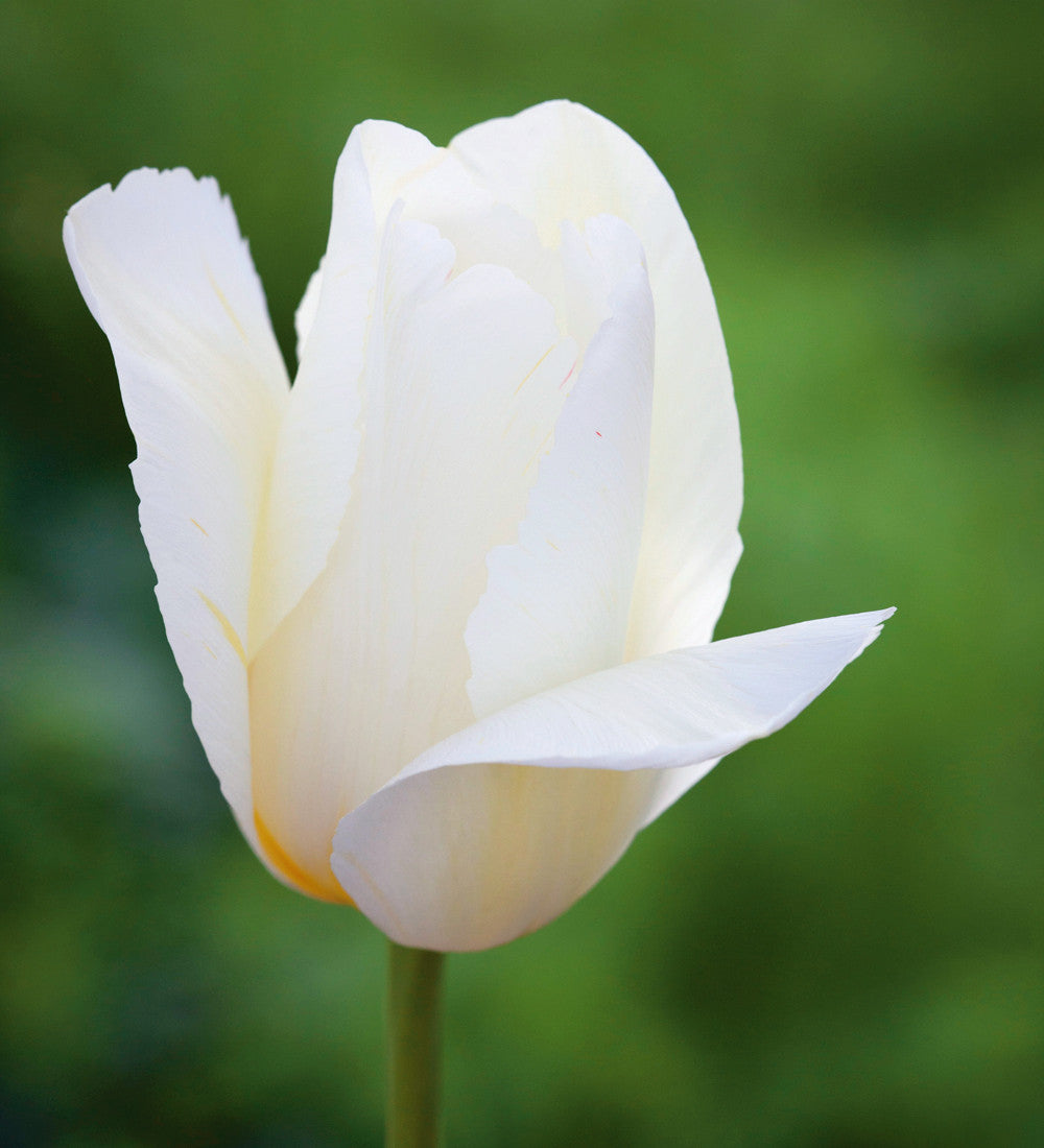 Tapestry Tulip Collection