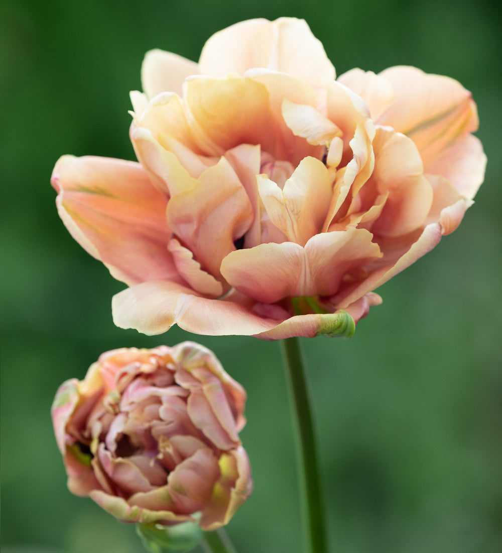 Tapestry Tulip Collection
