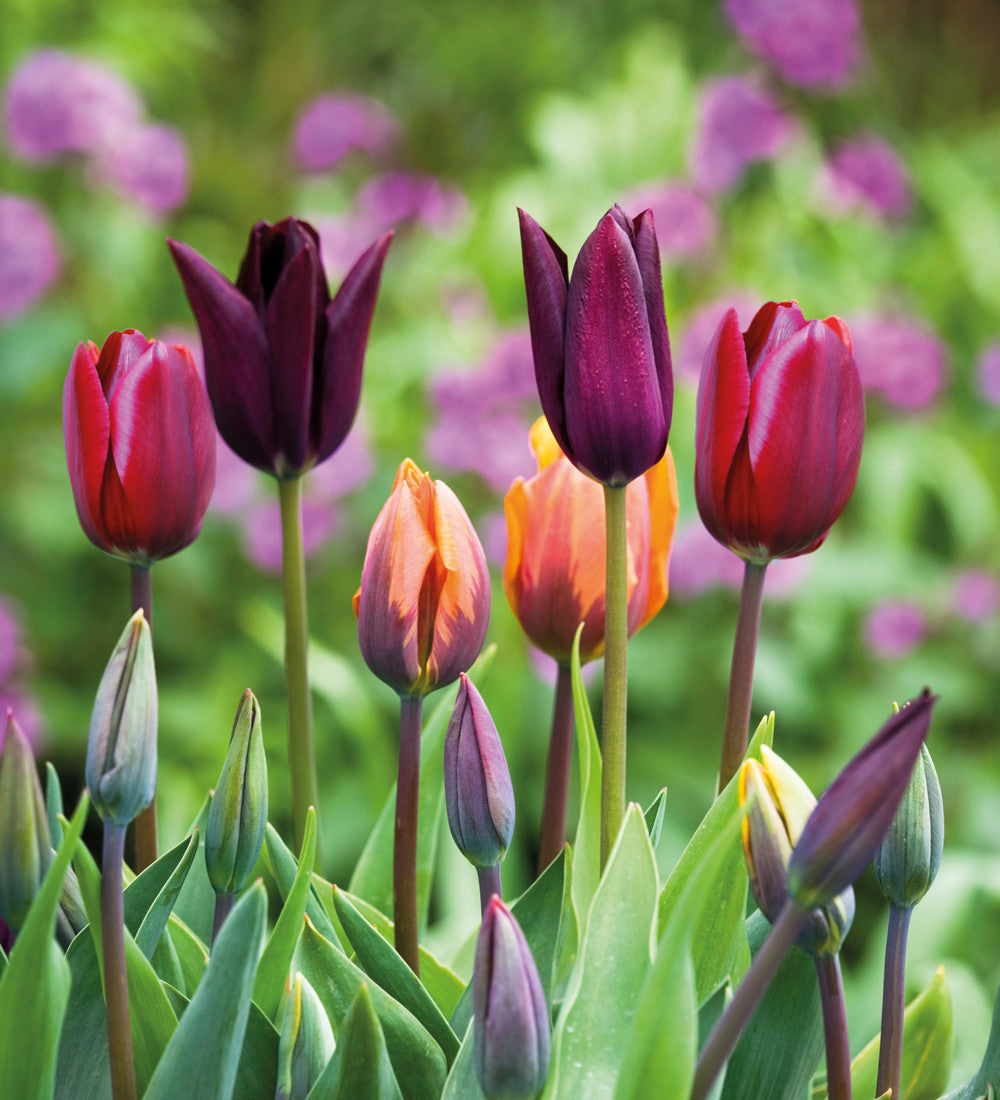 Tulip 'National Velvet'