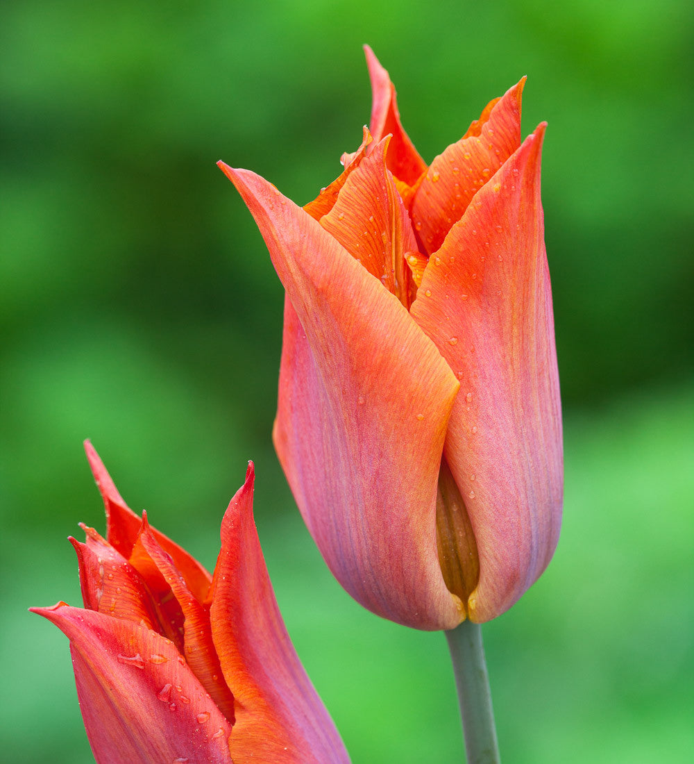 Tulip 'Request'