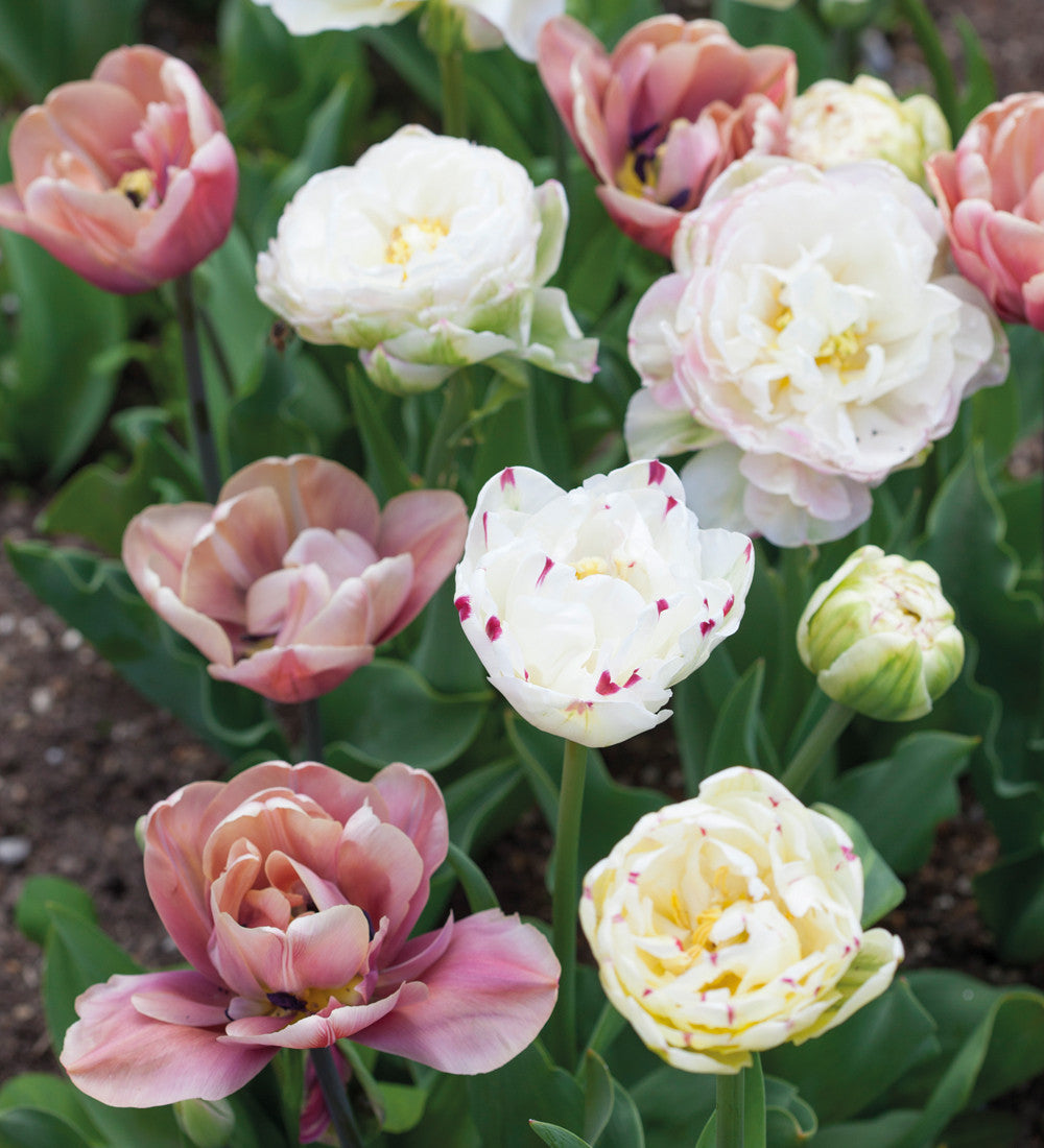 Tulip 'White Touch'