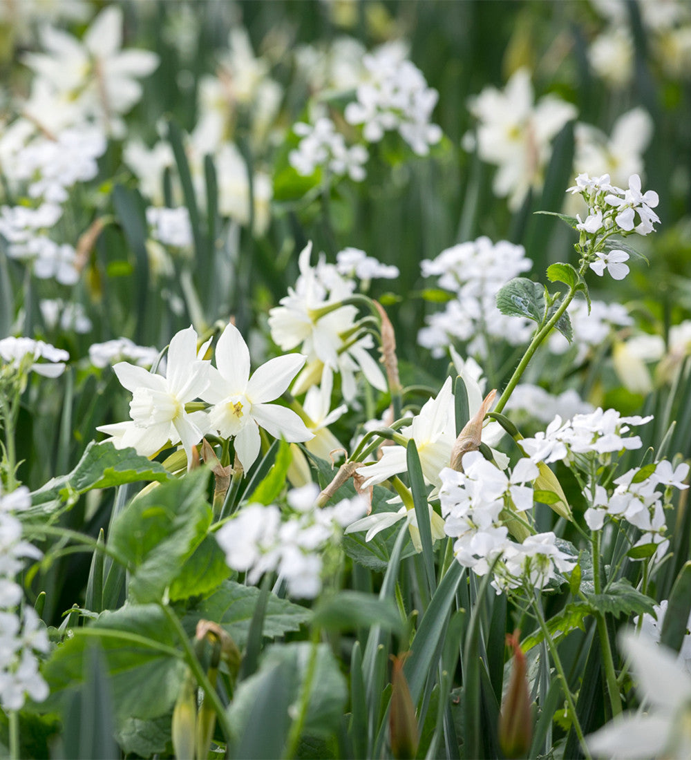Narcissus 'Thalia'