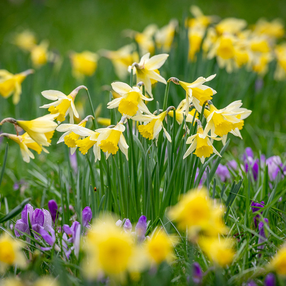 Bulbs for Naturalising Collection