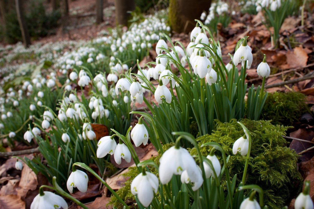 Bulbs for Naturalising in Shade Collection