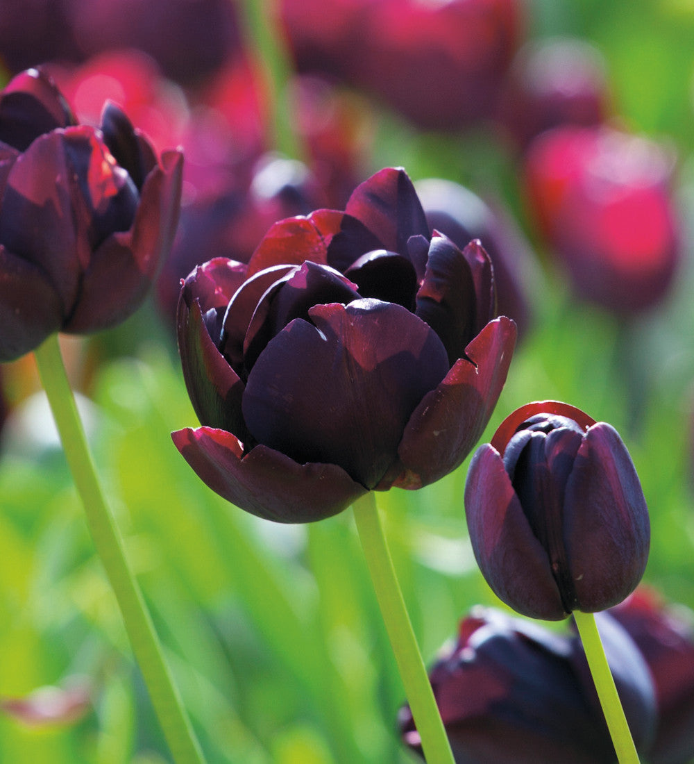 Dark Peony Flowered Tulip Collection
