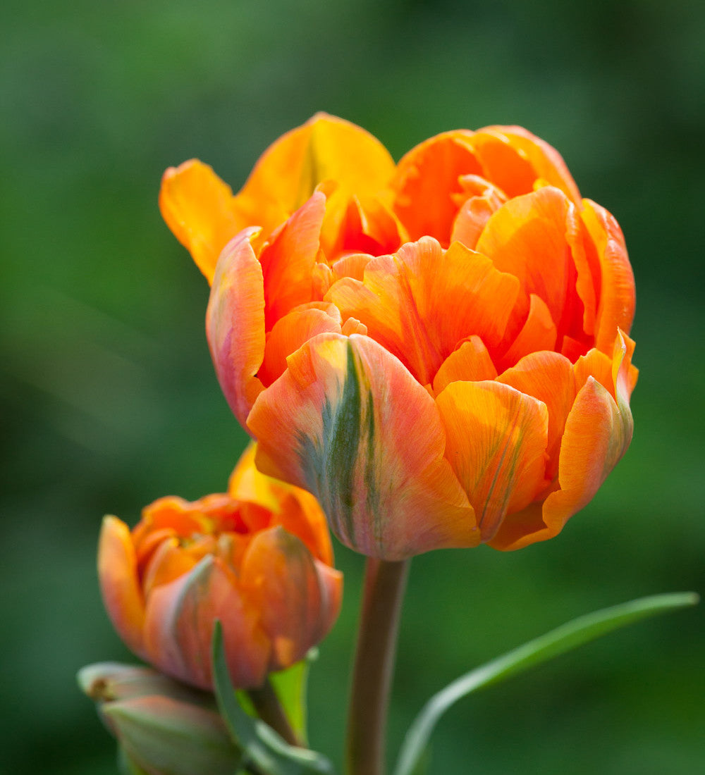 Dark Peony Flowered Tulip Collection
