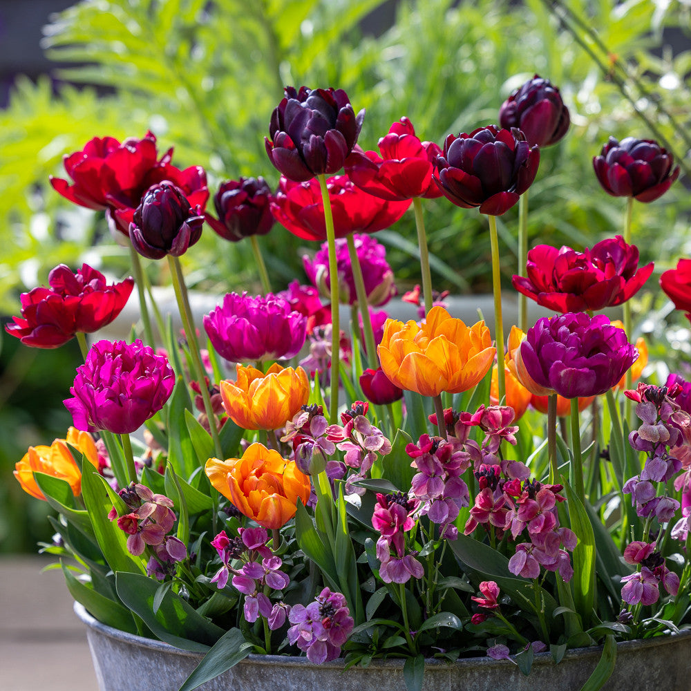 Dark Peony Flowered Tulip Collection