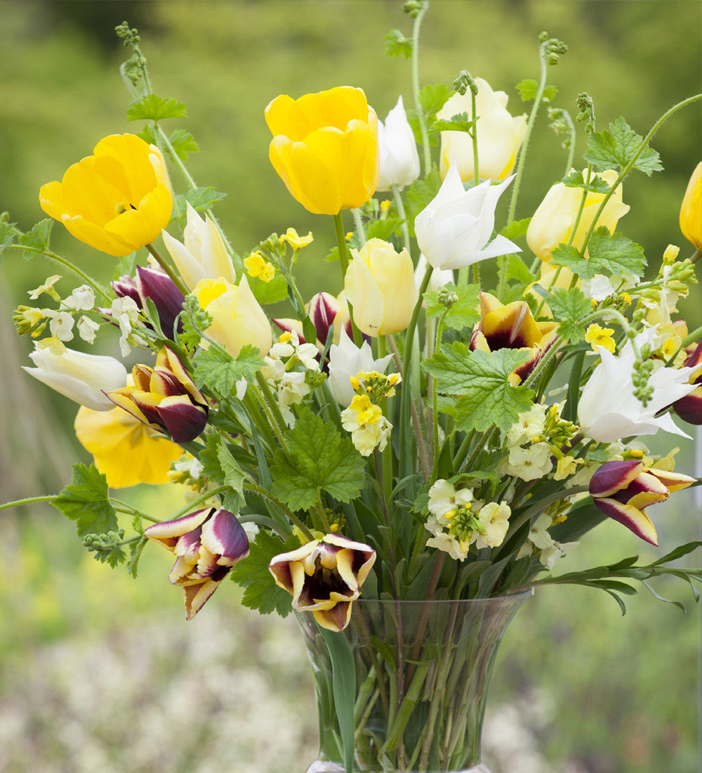 Tulip 'World Friendship'