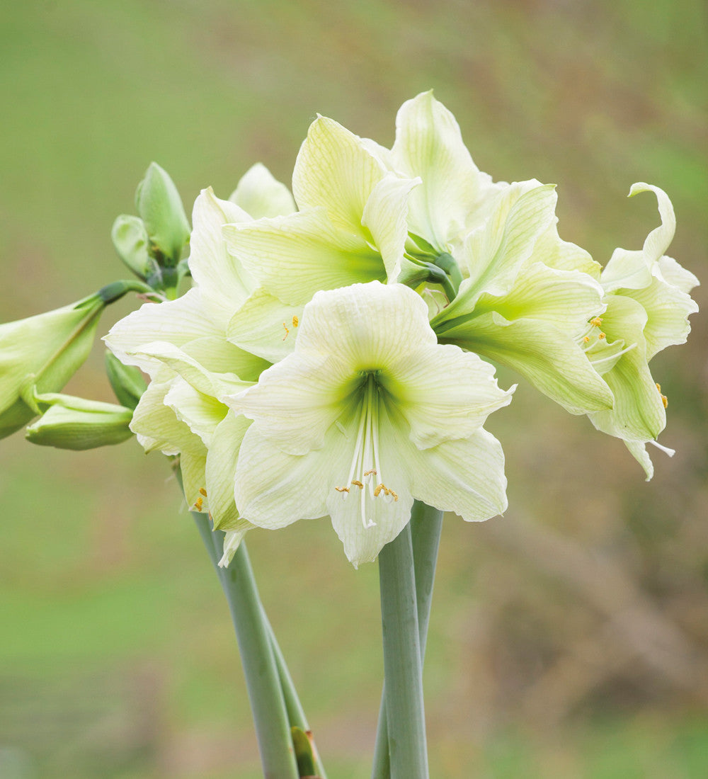 Amaryllis 'Lemon Star'