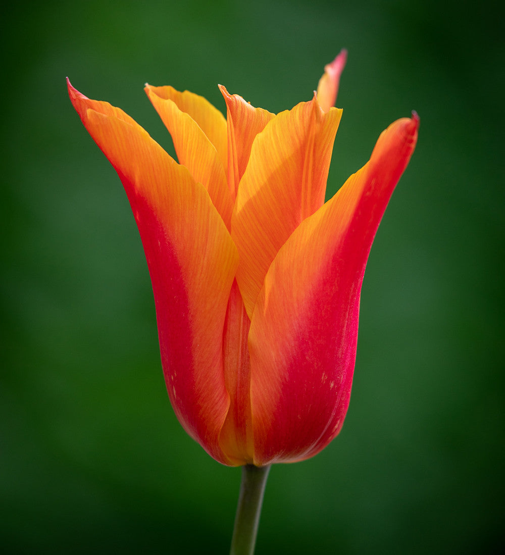 Easy Wow Tulip Collection