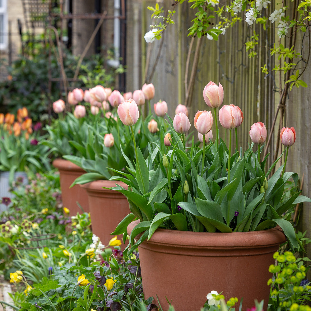 Tulip 'Mystic van Eijk'