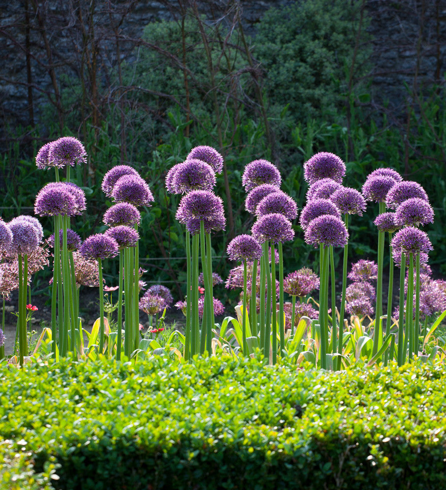 Allium 'Jackpot'