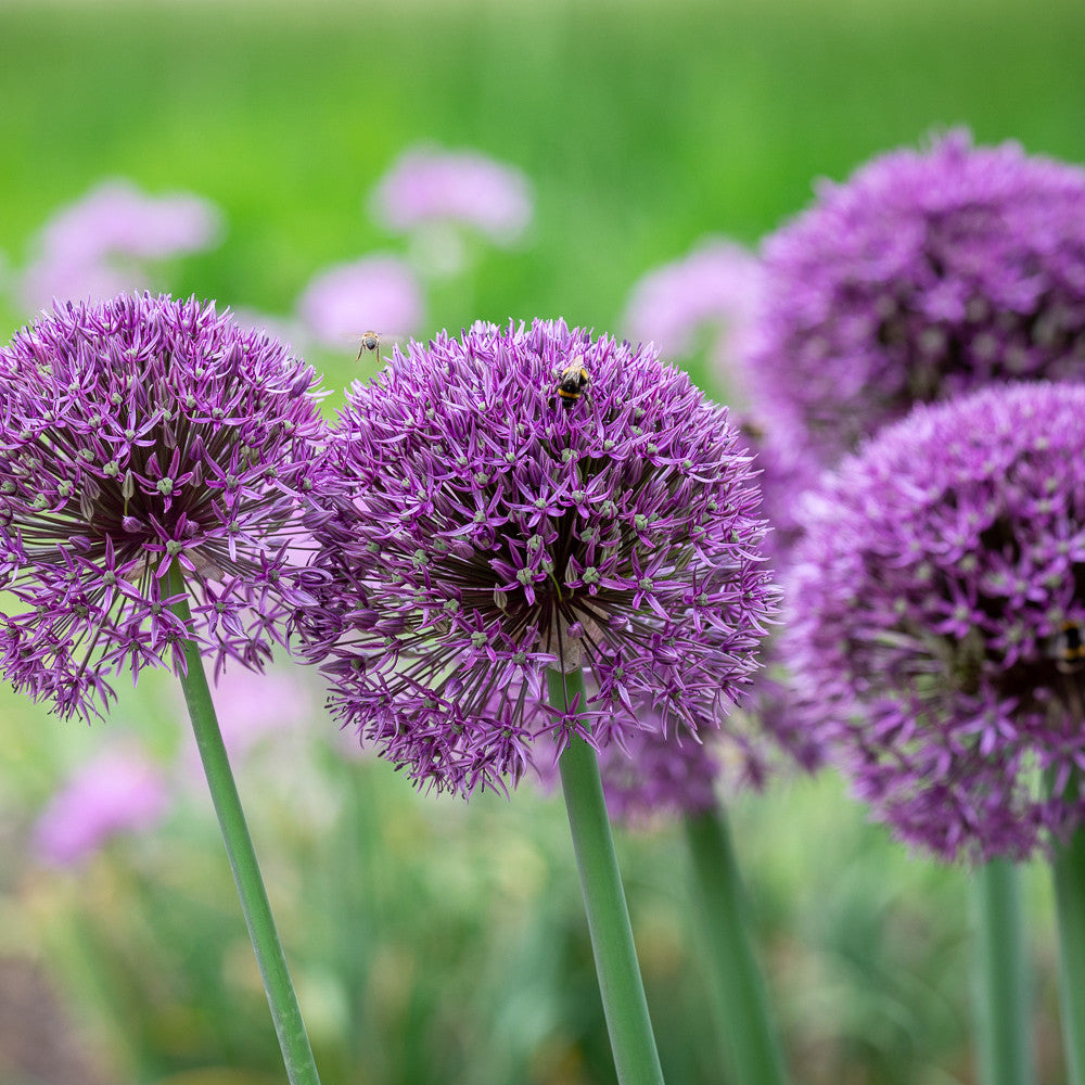 Allium 'Jackpot'