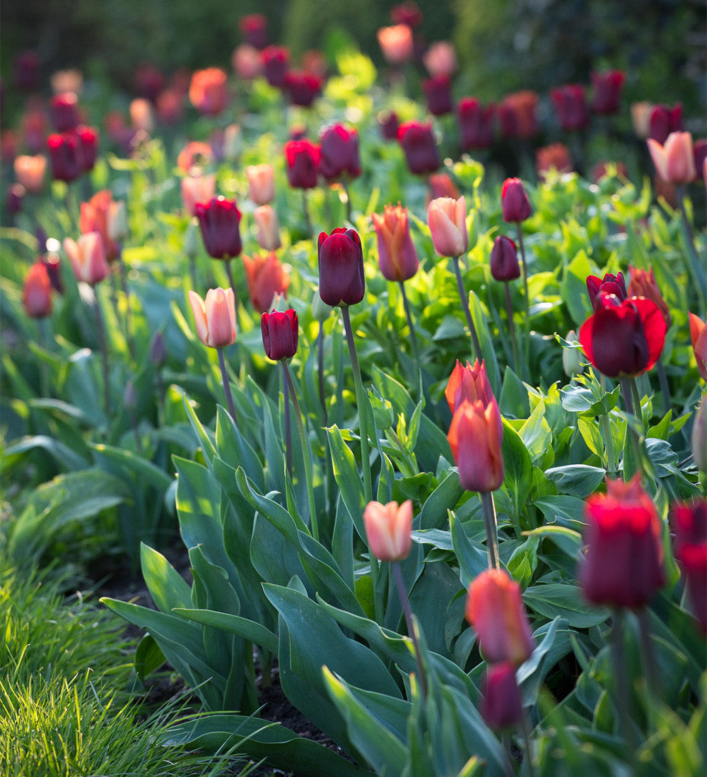 Plum and Apricot Tulip Mix