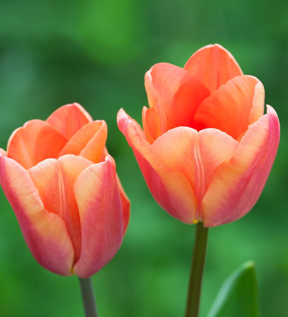 Plum and Apricot Tulip Mix