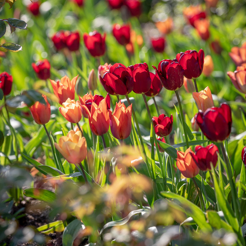 Plum and Apricot Tulip Mix