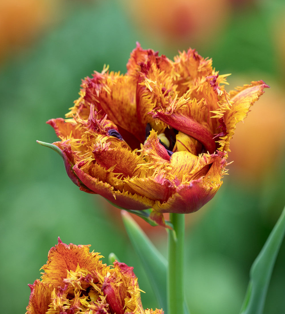 Tulip 'Bastia'