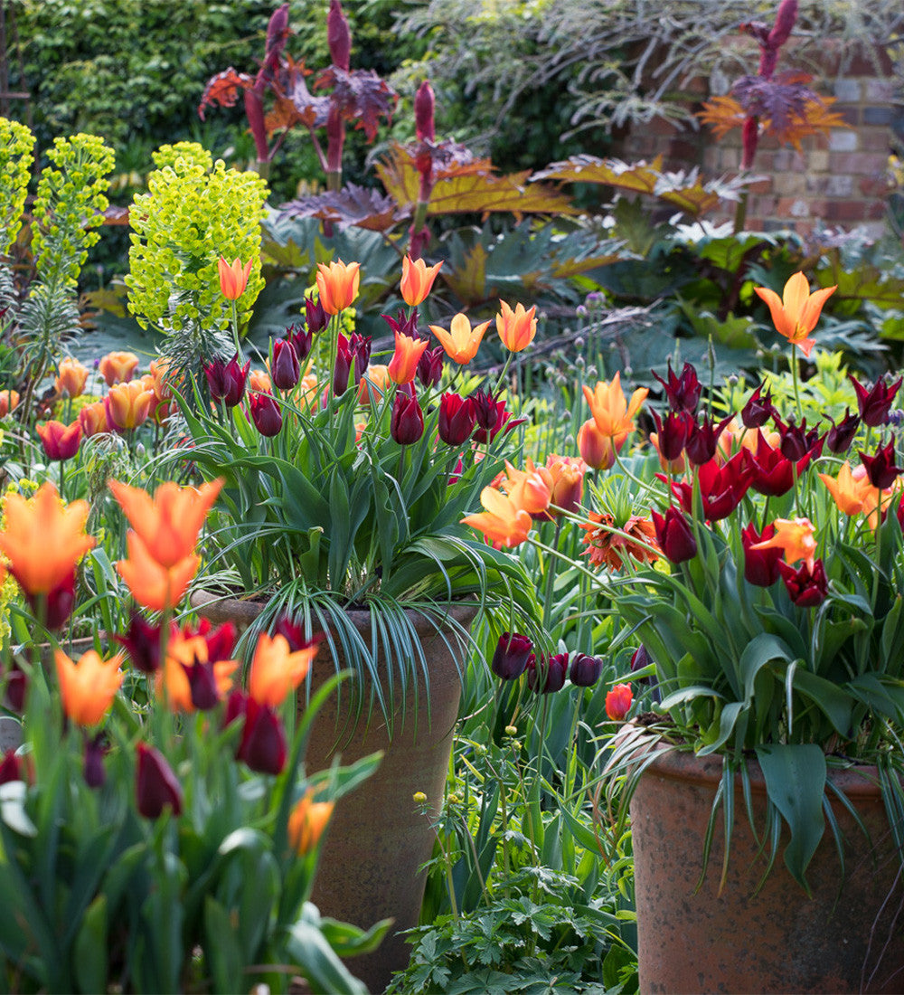 Lily-flowered Tulip Pot Collection