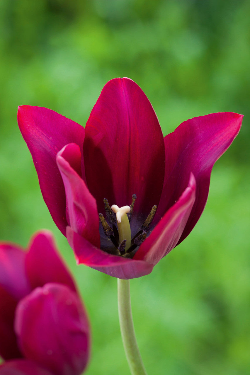 Lily-flowered Tulip Pot Collection