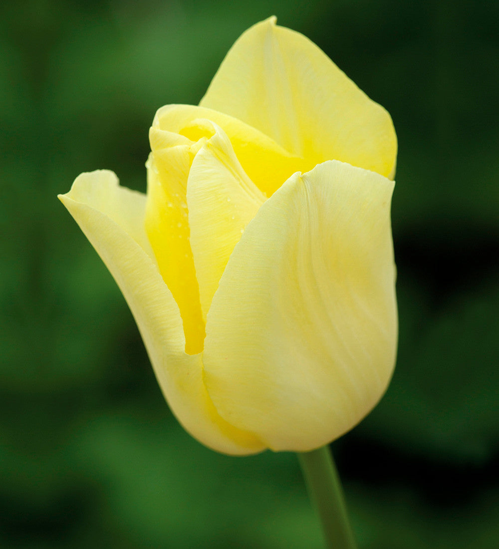 Bumper Border Bulb Mix