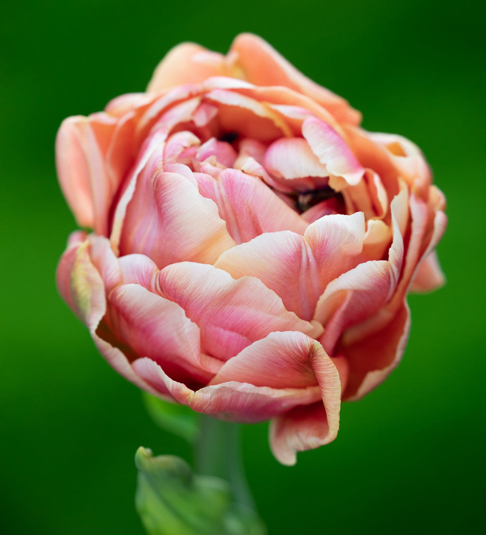 Tulip 'Copper Image'