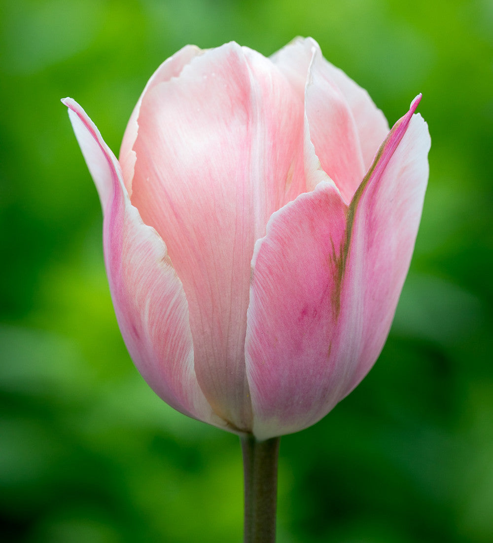 Pewter Tulip Collection